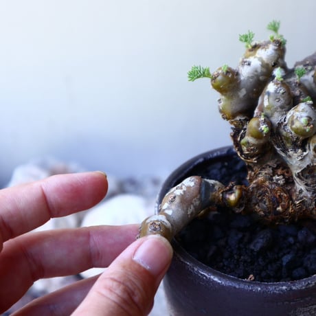 サルコカウロン  ムルチフィズム  Sarcocaulon multifidum  no.60229