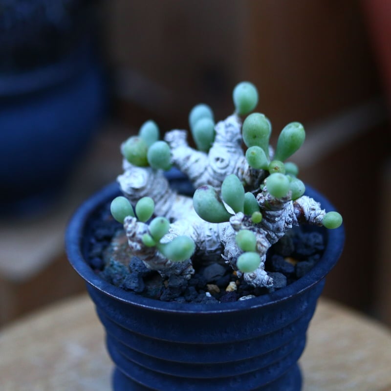 オトンナ　グラビフォリア② オトンナ・クラビフォリア 2年半の成長記録 | すごいグリーン