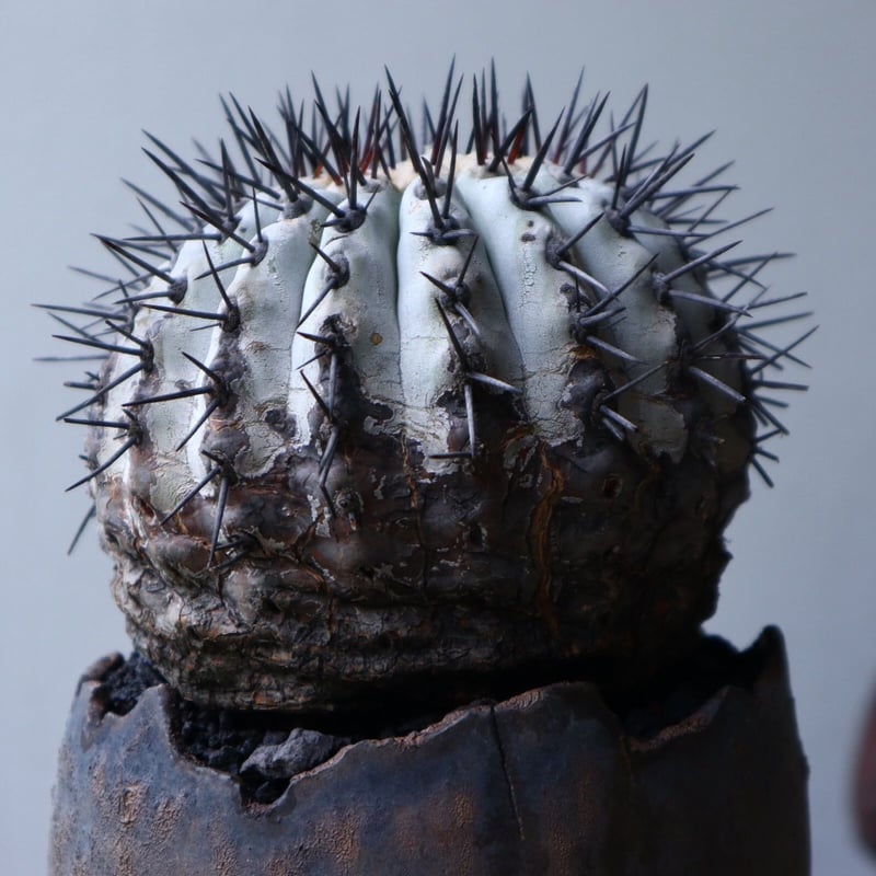 コピアポア 黒王丸 Copiapoa cinerea no.90129 | 芽の巣山 コピアポア 黒王丸 Copiapoa cinerea no.90129 | 芽の巣山
