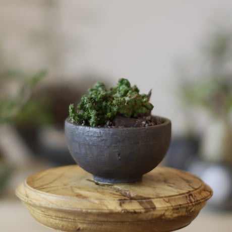 芽の巣山　陶器鉢　未使用品 芽の巣山