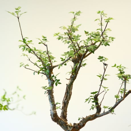 ブルセラ ファガロイデス / Bursera fagaroides   no.62514