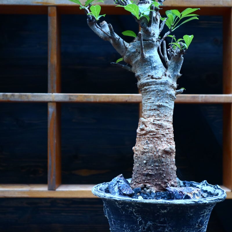 バオバブ／Baobab no.90525 | 芽の巣山