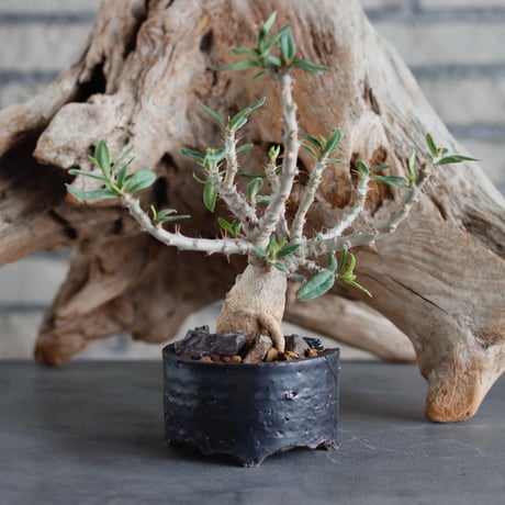 Pachypodium bispinosum (CHUBBY PLANTS) × N/OH (2.5号)  no.622-26