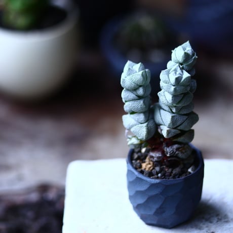 クラッスラ  デセプター稚児姿  Crassula  deceptor    no.71949