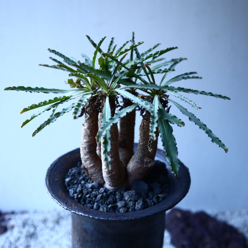 ユーフォルビア クリスパ Euphorbia crispa no.21647 | 芽の巣山