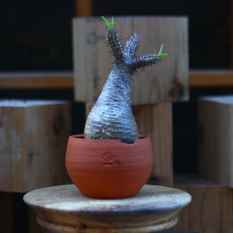 パキポディウム  グラキリス／Pachypodium  gracilius    no.121247