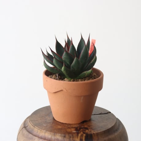 その他 chika Chika 1/64 Wheels 11月新品预告 📷：@ Stilt Sandals . . #164scale