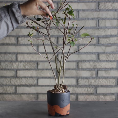 Euphorbia geroldii × N/OH (3.5号)  no.524/3