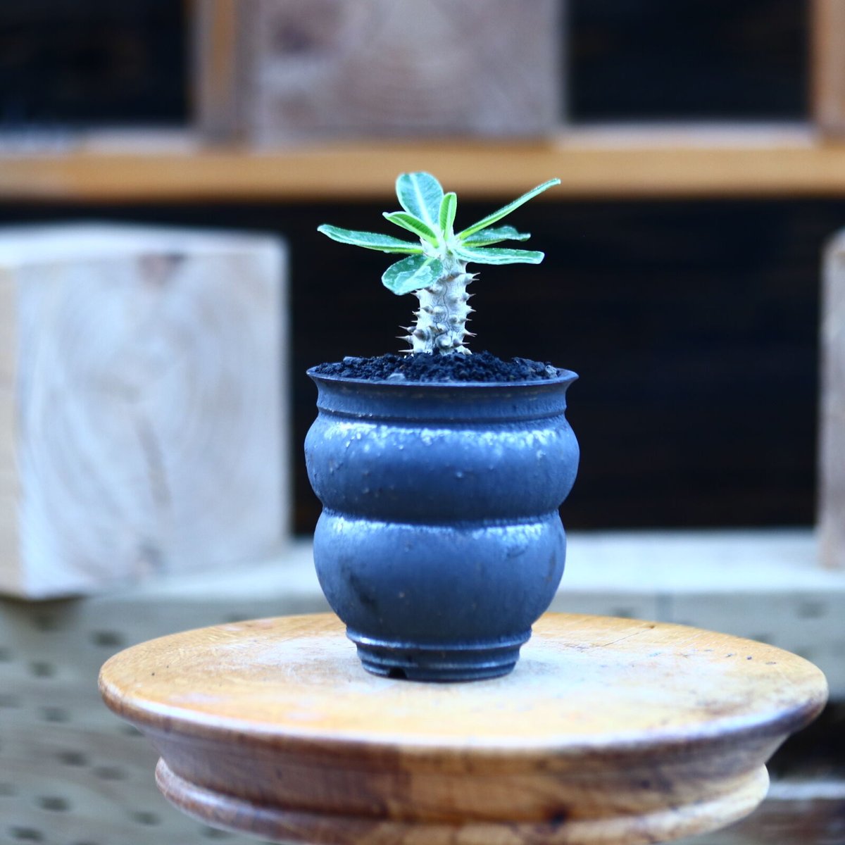 パキポディウム タッキー／Pachypodium'Tackyi' no.8292