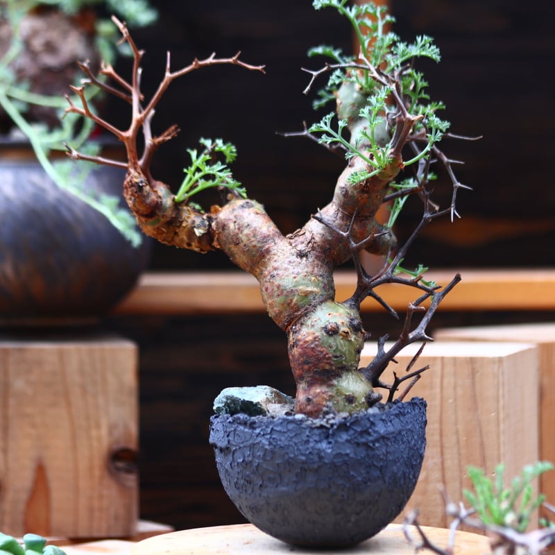 塊根植物・コーデックス Pelargonium crithmifolium pelargonium crithmifolium《S size》※塊根部分から芽吹き年々