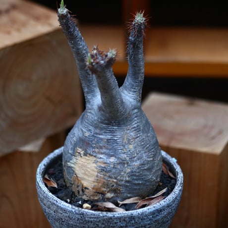 パキポディウム  グラキリス／Pachypodium  gracilius   no.32045