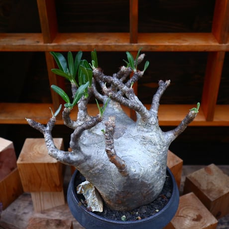 パキポディウム  グラキリス／Pachypodium  gracilius       no.60575