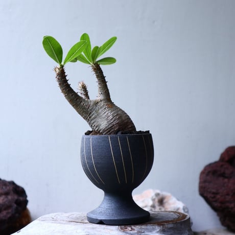パキポディウム マカイエンセ Pachypodium Makayense  no.90109
