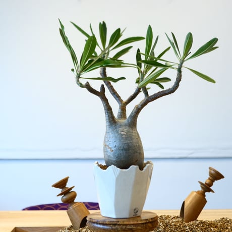 N/OH × Pachypodium  gracilius    no.61844