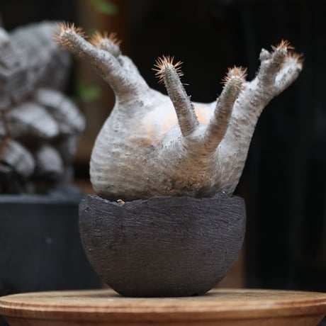 パキポディウム  グラキリス／Pachypodium  gracilius  no.11504