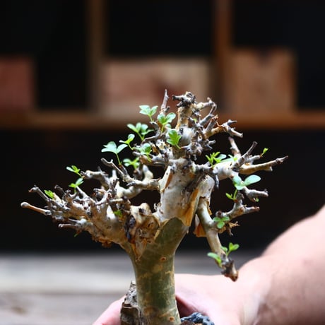 コミフォラ ストックシアナ / Commiphora stocksiana / 発根済み  no.40206