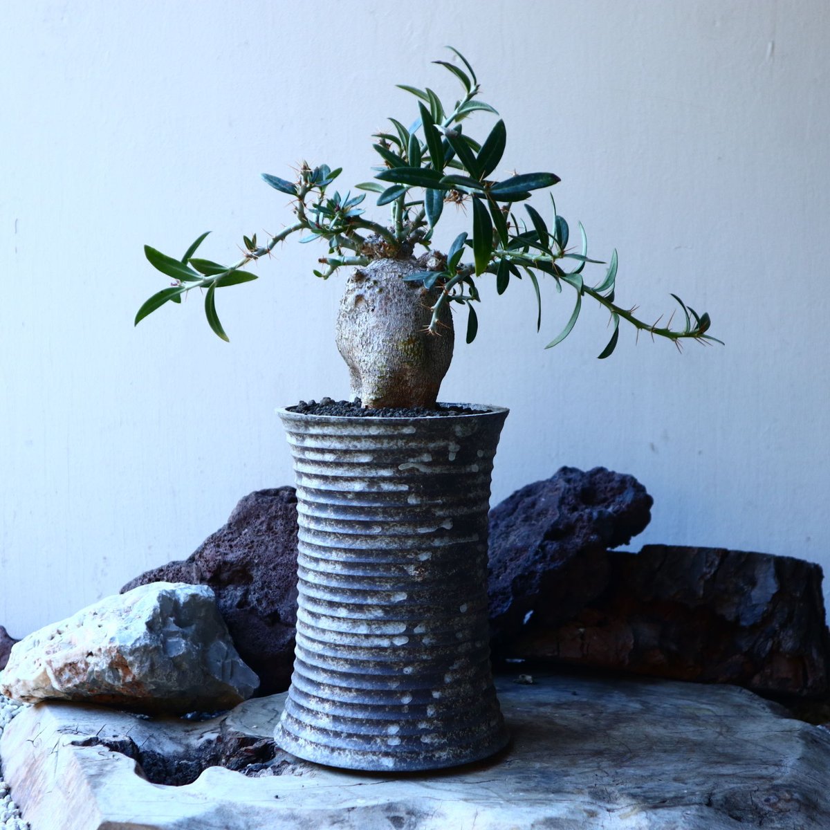 パキポディウム・ビスピノーサム（Pachypodium bispinosum) パキポディウム ビスピノーサム Pachypodium bispinosum no.