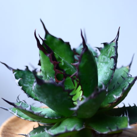 アガベ ホリダ    Agave horrida     no.1025-3