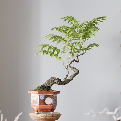 ふじ50年 / twinz bonsai (5号)  no.913/64