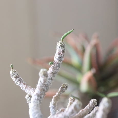Euphorbia cylindrifolia × soso  no.51934