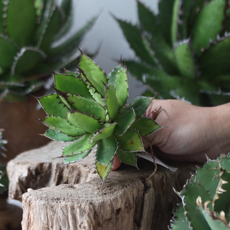 U.S. horrida (Agave horrida) / Style of Chika　no.1203-63