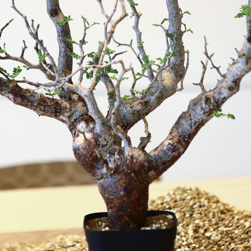 コミフォラ モンストローサ Commiphora Monstruosa Commiphora monstruosa コミフォラ モンストローサ 発根済現地株 1 |