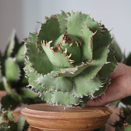 U.S. filigree (Agave titanota filigree) / Style of Chika　no.1130-1