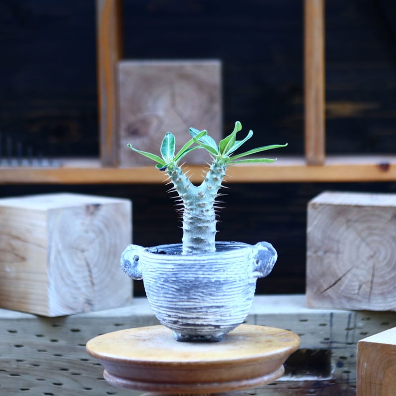 パキポディウム カクチペス 実生／Pachypodium rosulatum var. ca