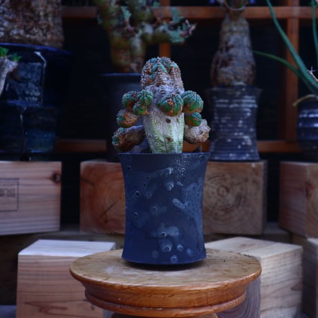 ユーフォルビア  オベサ hyb. ／Euphorbia obesa  hyb.   no.62015