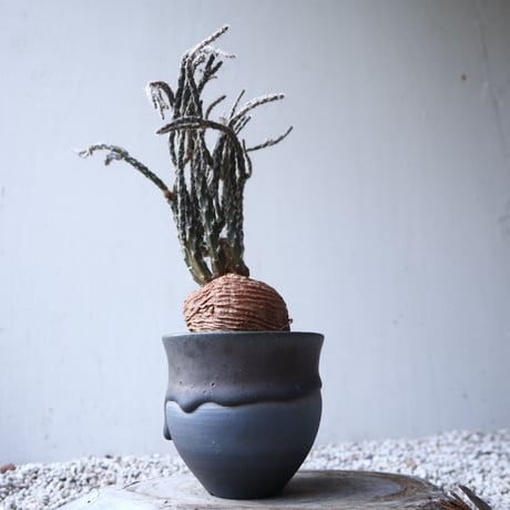 プテロカクタス ツベローサス   黒竜     Pterocactus tuberosus   no.122215