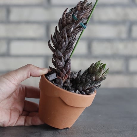 Haworthia reinwardtii var.chalwinii (九輪塔) × YAMABACHI (3号)  no.614/13
