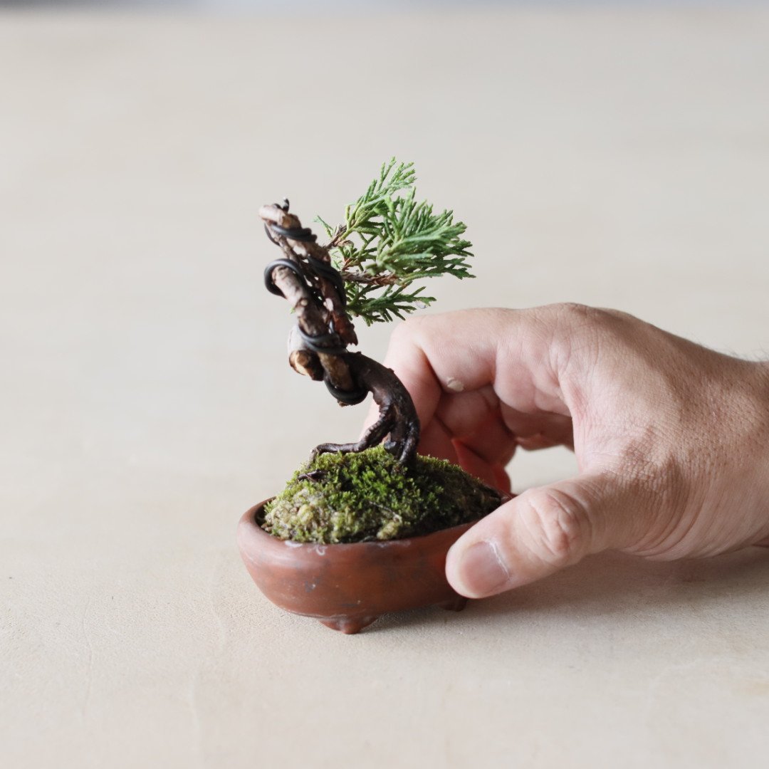 真柏10年 / twinz bonsai (2.5号) no.913/71 | 芽の巣山
