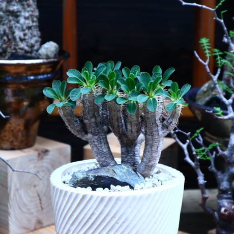 ユーフォルビア   ギラウミニアナ／Euphorbia guillauminiana   no.81528