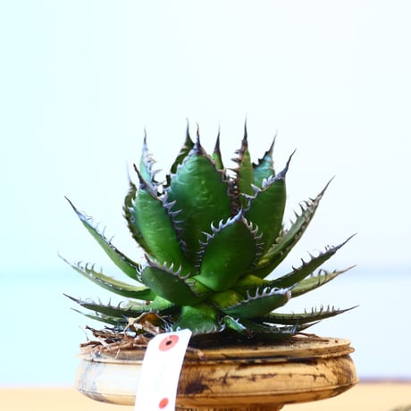Agave horrida / Style of Chika   no.1015/13