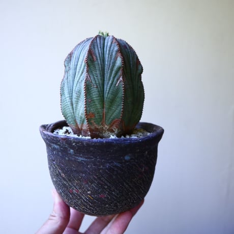 ユーフォルビア  オベサ  ♀　 Euphorbia obesa　no.60209