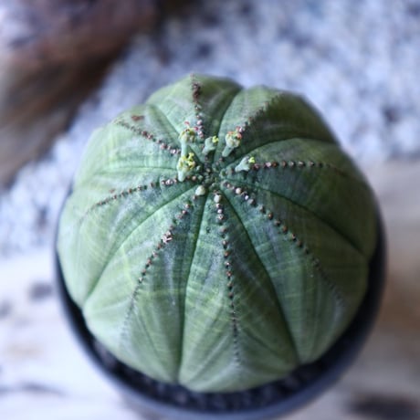 ユーフォルビア  オベサ ♀　 Euphorbia obesa　no.51925