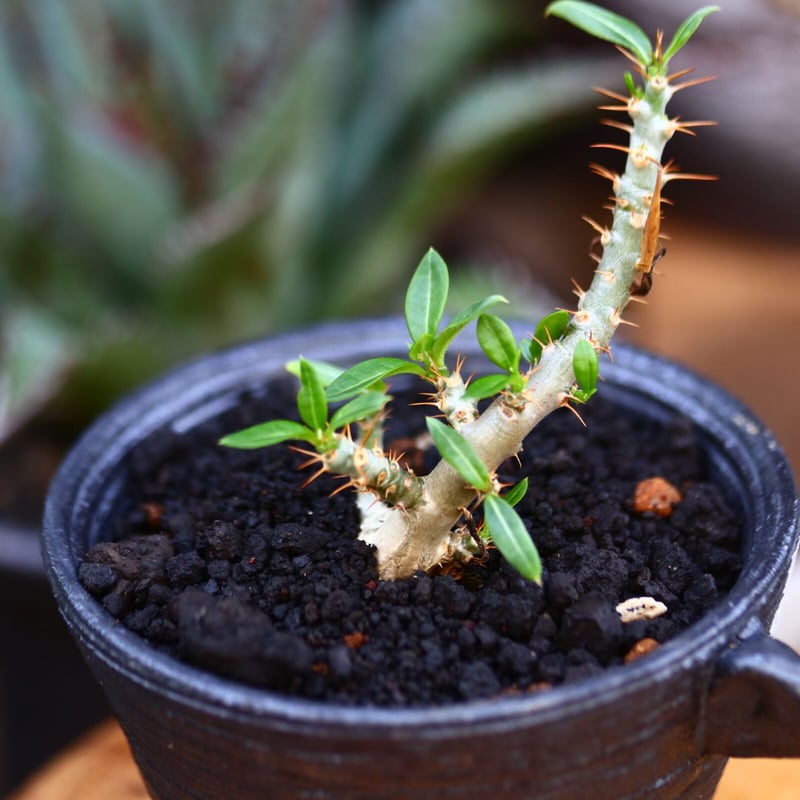 パキポディウム ビスピノーサム 実生／Pachypodium bispinosum n