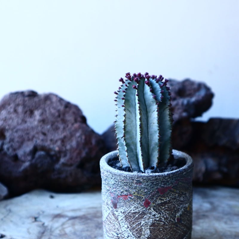 ユーフォルビア ポリゴナ Euphorbia polygona no.30109