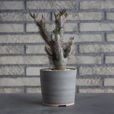 Pachypodium Inopinatum × BIZENBACHI (3.5号)  no.315/2