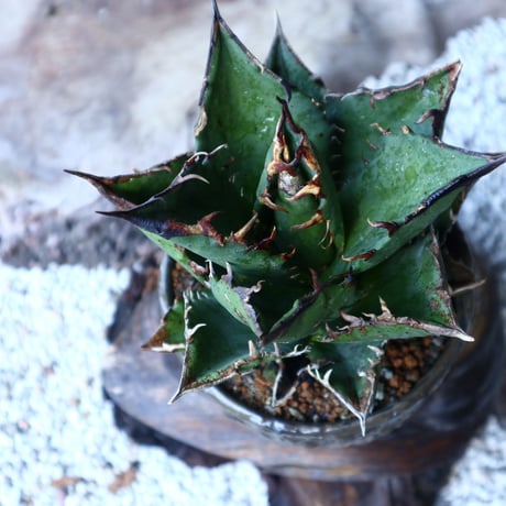 アガベ   チタノタ   FO-76   Agave titanota  "FO-76"  no.91503