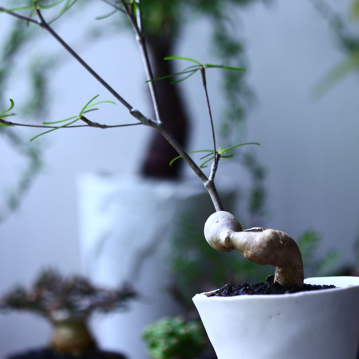 ユーフォルビア ヘディオトイデス Euphorbia hedyotoides no.7