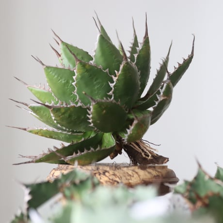 Agave horrida / Style of Chika　no.42178