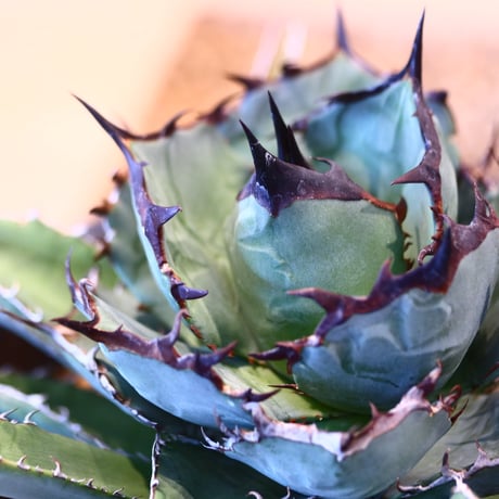 Agave titanota black Whale    no.32456