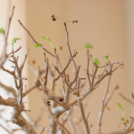 Bursera fagaroides × N/OH (4.5号)  no.111/1