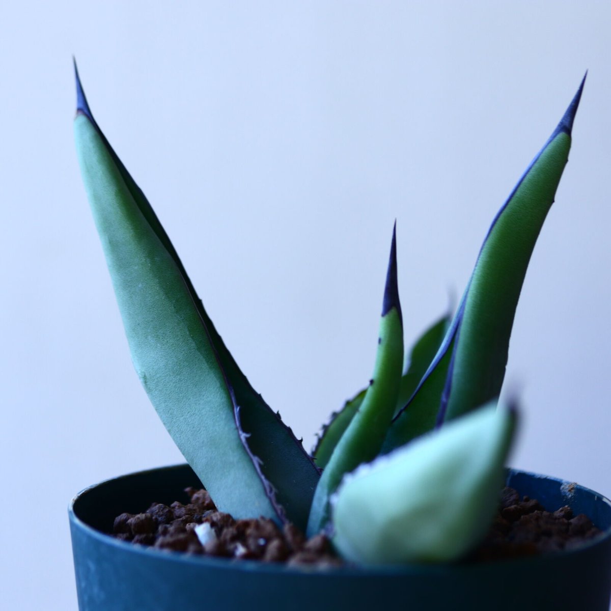 #92 アガベシャークスキンAgave 'Sharkskin' （子株有り） アガベ シャークスキン Agave Sharkskin no110819 | 芽の巣山