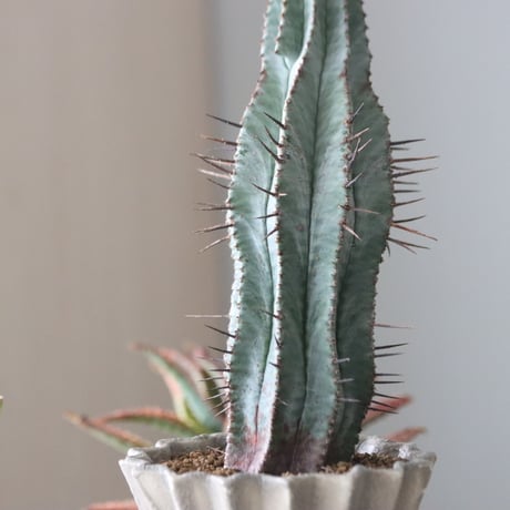 Euphorbia horrida × soso   no.51935