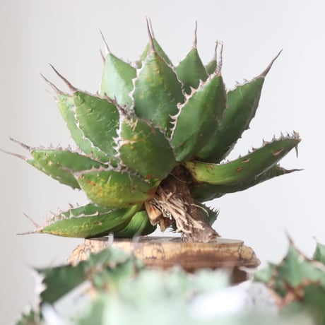 Agave horrida / Style of Chika　no.42178