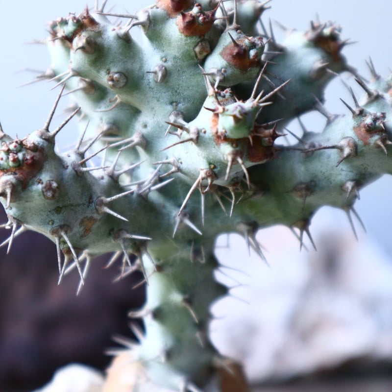 ユーフォルビア ポンデローサ Euphorbia ponderosa no.013 | 芽