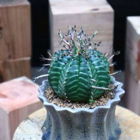 ユーフォルビア  バリダ／Euphorbia valida    no.73134