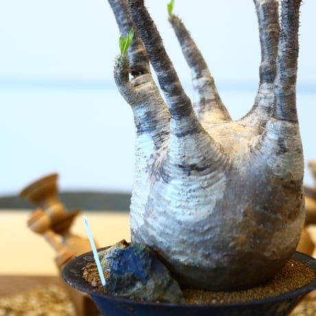 たけろうポット × Pachypodium  gracilius   no.72367